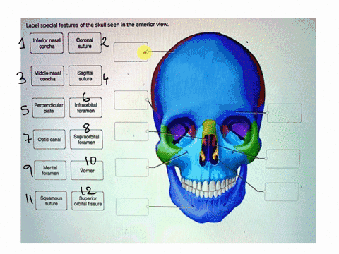 label-special-features-of-the-skull-seen-in-the-anterior-view-inferior-nasal-concha-coronal-suture-middle-nasa-concha-sagittal-suture-perpendicular-plate-infraorbital-foramen-optic-canal-sup-97561