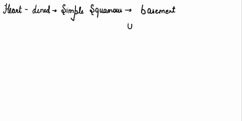 lab-activity3overview-of-the-heart-and-vesselfill-in-the-blanks-with-the-wordterm-that-best-completes-1the-heart-is-lined-by-a-simple-squamous-epithelium-with-a-basement-membrane-and-an-unde-73024