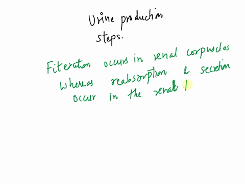 incorrect-question-1-002p-which-of-the-following-statements-accurately-compares-the-steps-in-urine-production-secrenion-is-the-frst-step-in-urine-production-and-thcn-filtration-and-reabsorpt-64504