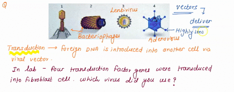 transduction-is-the-process-whereby-foreign-dna-is-introduced-into-another-cell-via-a-viral-vector-in-this-lab-four-transcription-factor-genes-were-transduced-into-fibroblast-cells-which-vir-36595
