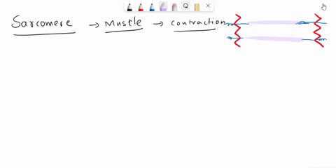 when-sarcomere-contracts-the-z-discs-move-farther-apart-the-lenth-of-myosin-filaments-becomes-shorter-both-actin-filaments-and-myosin-filaments-become-shorter-the-lengths-of-actin-filaments-39828