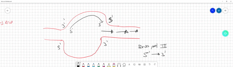 during-replication-of-a-dna-molecule-the-daughter-strands-are-not-produced-in-exactly-the-same-man-2-93456