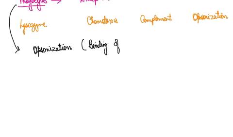 phagocytes-utilize-all-of-the-following-optimize-interaction-with-gctting-microorganisms-except-getting-hold-of-kcotmc-chcmotaris-comolcment-opsonization-question-dan-just-bcgan-hight-off-an-53178