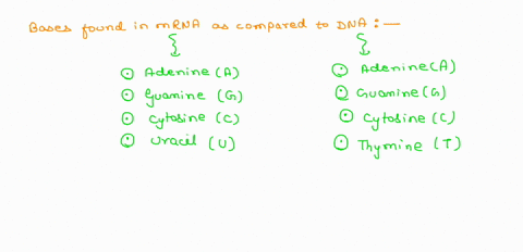 an-mrna-macromolecule-transcribes-genetic-code-from-dna-macromolecule-in-cells-nucleus-and-carries-the-code-into-the-cytoplasm-to-synthesize-a-protein-which-of-the-following-statements-is-tr-71717
