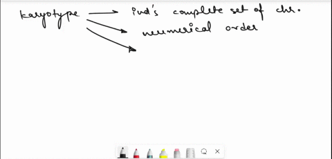 a-karyotype-is-a-spread-of-chromosomes-arranged-according-to-their-size-shape-banding-pattern-all-of-the-above-86663