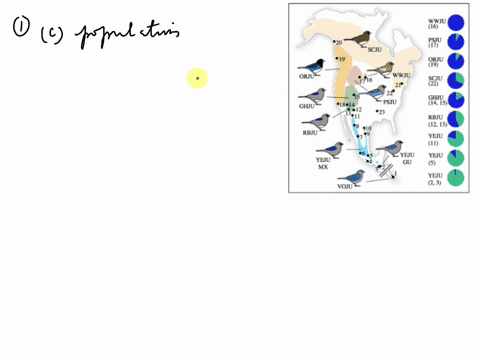 dnaand-populations-worksheet-14pts-name-a-study-on-the-variation-of-the-dark-cyed-junco-a-small-passerine-bird-species-throughout-its-geographic-range-is-summarized-at-right-the-4-letter-cod-99243