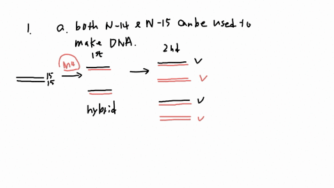 a-classic-experiment-was-conducted-where-dna-was-made-from-nucleotides-which-only-contained-the-heavy-isotope-of-nitrogen-n15-this-n15-labeled-dna-was-then-placed-in-a-medium-containing-nucl-38428