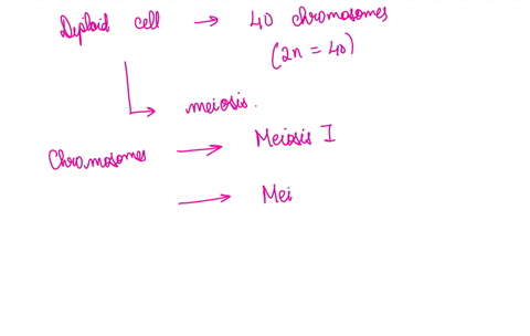 diploid-cell-with-40-chromosomes-2n40-is-about-to-undergo-meiosis-how-many-chromosomes-will-be-present-in-each-cell-at-the-end-of-meiosis-i-how-many-chromosomes-will-be-present-in-each-cell-93719