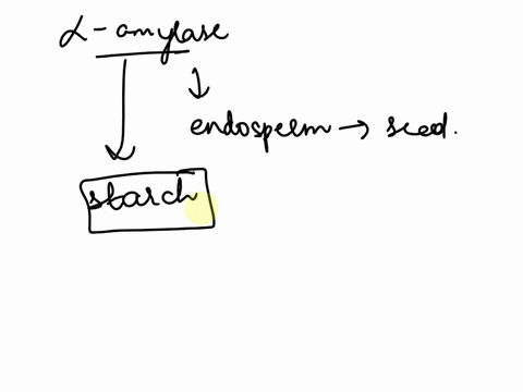a-amylase-is-produced-from-the-endosperm-of-the-seed-truefalse-20084
