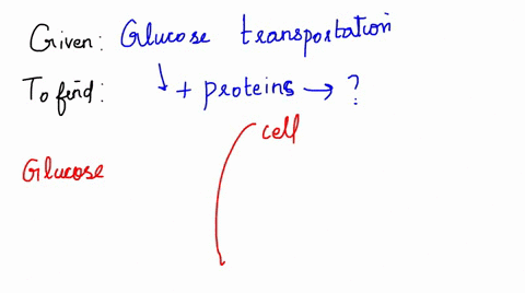glucose-requires-transport-proteins-in-order-to-pass-through-the-cell-membrane-therefore-glucose-moves-from-one-side-of-the-cell-to-the-other-through-the-process-of-a-facilitated-diffusion-b-62678