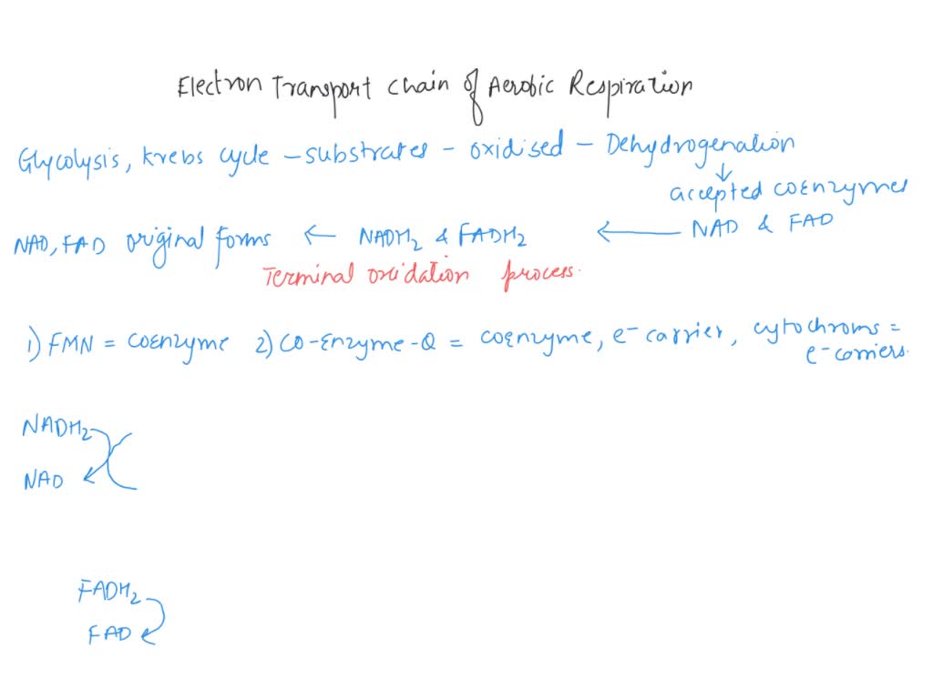 SOLVED: Diagram the components of the electron transport chain of aerobic  respiration and photosynthesis and outline the flow of electrons through  the ETC?