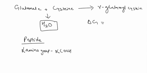two-amino-acids-can-join-via-peptide-bond-to-make-dipeptide-below-is-an-example-of-such-a-reaction-glutamate-cysteine-4-glutamylcysteine-ag-at-259-for-this-reaction-is-10-kjimol-assume-25-c-56994