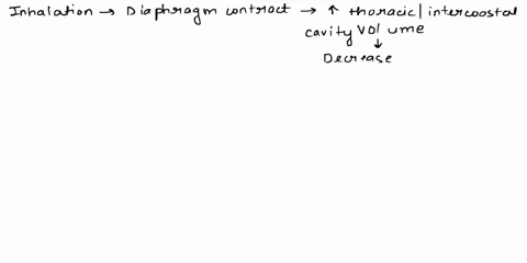 4-explain-the-forces-that-draw-air-into-your-lungs-when-you-inhale-and-force-air-out-of-your-lungs-when-you-exhale-what-is-the-role-of-the-diaphragm-and-intercostal-muscles-in-this-process-1-95977