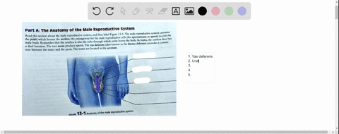 part-a-the-anatomy-of-the-male-reproductive-system-contains-read-this-section-about-the-male-reproductive-system-and-then-label-figure-4-the-male-reprodoctoxe-sprem-5-cclls-the-spermatozoa-s-56877