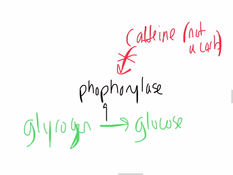 the-hydrolysis-of-glycogen-to-yield-glucose-is-catalyzed-by-the-enzyme-phosphorylase-caffeine-which-57465
