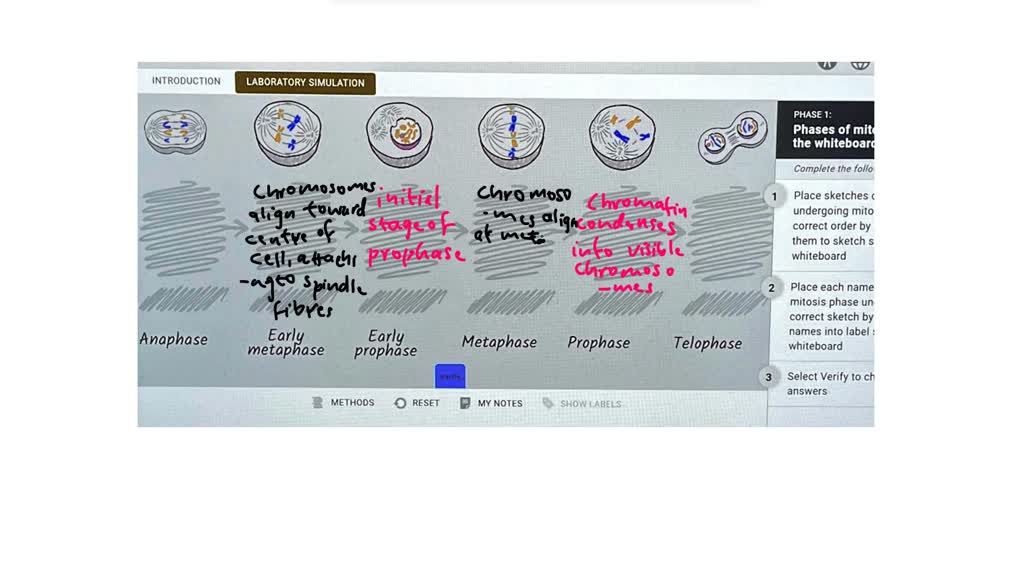 Phases Of Mitosis On The Whiteboard