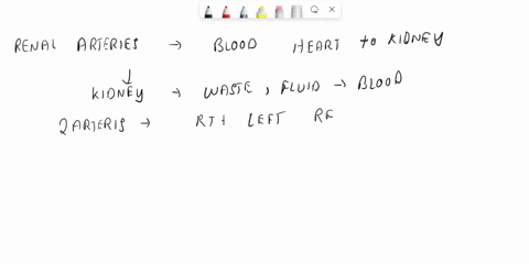 you-are-red-blood-cell-on-your-way-to-the-second-metatarsal-from-the-left-ventricle-of-the-heart-place-the-following-blood-vessels-in-the-order-in-which-you-will-pass-through-them-dorsal-met-86993