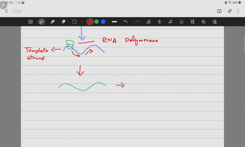 how-are-proteins-built-using-the-information-provided-by-a-molecule-of-rna-46214