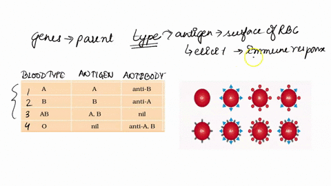 what-causes-the-differences-in-the-human-blood-types-39603