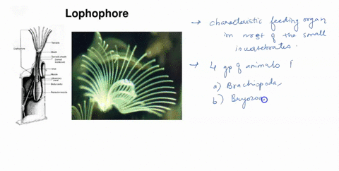 what-is-a-lophophore-a-a-specialized-filter-feeding-structure-b-the-single-opening-in-species-with-a-61246