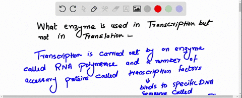 what-enzyme-is-used-in-transcription-but-not-in-translation-protease-helicase-rna-polymerase-dna-polymerase-25511