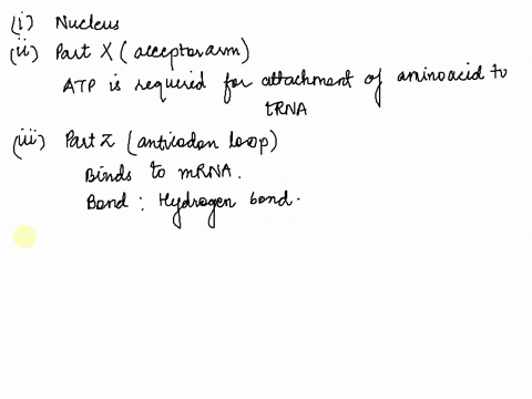 question-1-14-marks-the-diagram-below-shows-trna-molecule-which-part-of-a-cell-is-the-trna-produced-mark-which-part-of-this-trna-molecule-x-y-z-is-amino-acid-attached-to-is-atp-or-gtp-requir-20046
