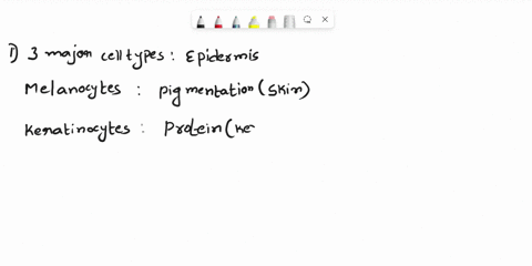 1-name-5-major-cell-types-in-the-skin-3-in-the-epidermis-and-2-in-the-dermis-and-each-of-their-primary-functions-2-name-3-significant-functions-of-the-skin-and-their-related-structuresprotei-34211