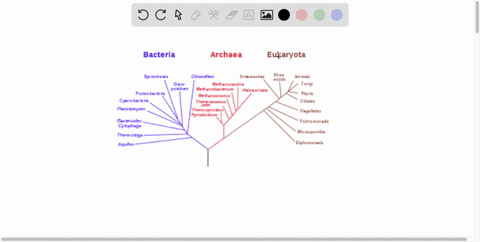 regarding-the-history-of-life-on-earth-which-of-the-following-is-the-earliest-event-according-to-your-knowledge-of-evolution-of-life-on-earth-a-the-origin-of-eukaryotes-bcolonization-of-land-90808