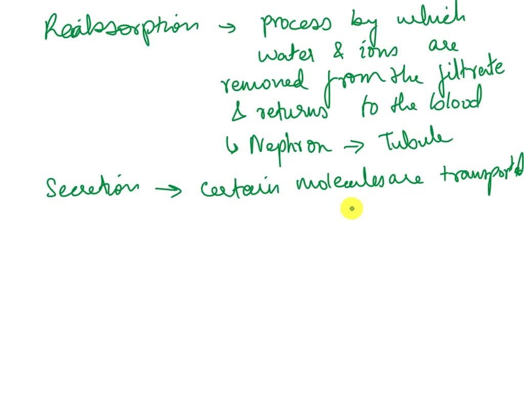 SOLVED Urinary System What is the gross anatomy of the urinary system