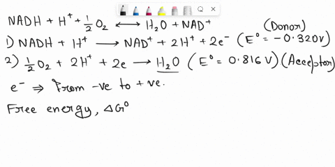 electron-transfer-in-the-etc-may-be-represented-by-the-net-equation-following-reduciion-nadh-h-h-0z-_-hzo-nad-and-the-potentials-nad-nadh-0320-v-and-0zhz0-0816-v-how-many-atp-molecules-can-k-17723