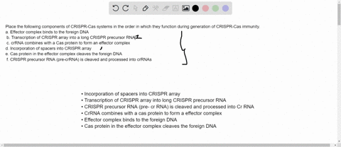 place-the-following-components-of-crispr-cas-systems-in-the-order-in-which-they-function-during-gene-33064