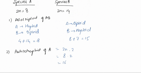 species-a-has-2n-8-chromosomes-and-species-b-has-zn-14-chromosomes_-calculate-all-possible-chromosome-numbers-for-the-following-individuals-not-all-answers-will-be-used-allotriploid-offsprin-20031