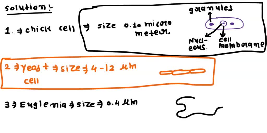 SOLVED Draw the cheek cells, elodea leaf cell, yeast, euglena