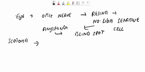 what-is-the-blind-spot-of-the-eye-86791