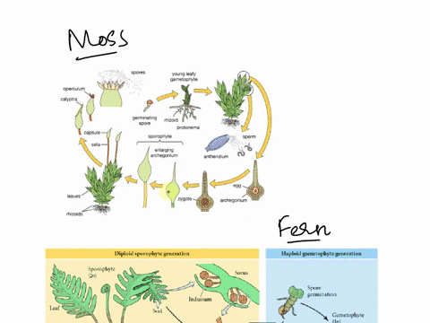 compare-and-contrast-a-moss-life-cycle-with-that-of-fern-be-sure-to-use-the-terms-gametophyte-sporophyte-sporangia-archegonia-and-antheridea-in-your-comparison-47835