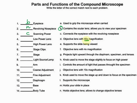 Parts and Functions of the Compound Microscope Write the...
