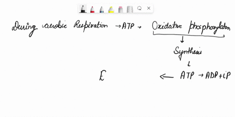 question-32-during-aerobic-respiration-most-atp-is-made-by-photophosphorylation-nitrogen-reduction-hydrolysis-any-of-these-choices-autophosphorylation-dephosphorylation-none-of-the-choices-r-88697