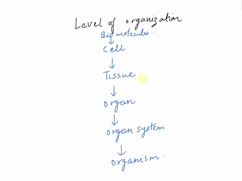 which-level-of-organization-is-formed-from-two-or-more-different-tissues-that-group-together-and-perform-a-function-1molecule-2organ-3-organ-system-4-tissue-42513