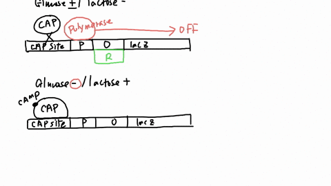 glucose-and-lactose-levels-control-the-initiation-of-transcription-of-the-lac-operon-through-their-effects-on-the-lac-repressor-protein-and-cap-activator-proteinsee-figure-belowyou-create-ce-08593