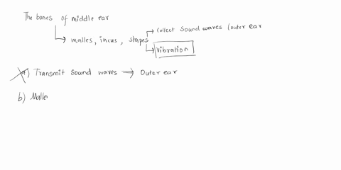 the-bones-of-the-middle-ear-a-transmit-sound-waves-are-named-the-malleus-incus-and-otolith-e-respond-t0-change-in-the-position-of-the-head-are-connected-t0-the-tectorial-membrane-and-oval-wi-31073