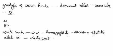 in-horses-b-black-coat-is-dominant-to-b-brown-coat-and-homozygosity-for-the-recessive-epistatic-allele-w-always-results-in-a-white-coat-a-brown-female-is-crossed-to-a-white-male-and-their-pr-46022