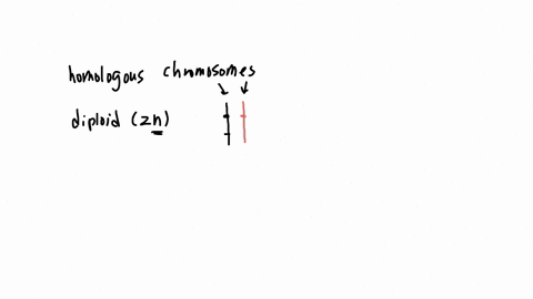 canllarda-homolog-kromozomlar-uzerinde-bulunan-alellerin-ozellikleri-ile-ilgili-i-aleller-ayn-genin-farkl-bicimleridir-ii-homolog-kromozomlar-uzerinde-farkl-lokuslar-uzerinde-bulunur-iii-homolog-kromo