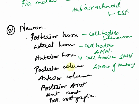1-list-the-3-spinal-meninges-and-three-associated-spaces-next-to-each-describe-its-structure-2-for-each-of-the-following-structures-indicate-which-part-of-which-type-of-neuron-is-found-in-th-12832