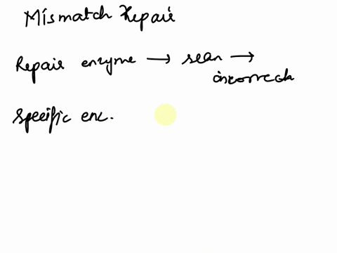 direct-mismatch-base-excision-photolyase-breaks-the-bonds-between-pyrimidine-dimers-dna-glycosylases-repair-damage-answer-bank-repair-enzymes-scan-newly-synthesized-dna-for-incorrect-complem-35211