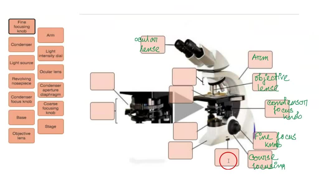 SOLVED Identify the parts of the compound light microscope. Drag the