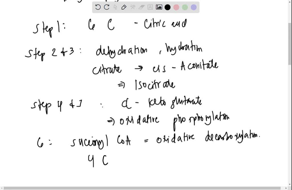 solved-kreb-cycle-the-2-moles-of-pyruvic-acids-produced-per-molecule