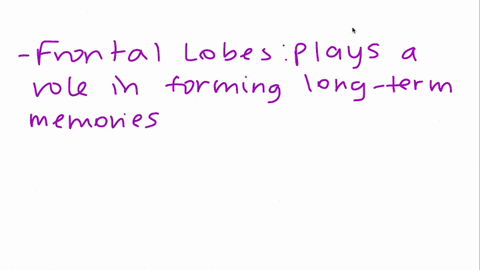 what-are-the-roles-of-the-frontal-lobes-and-hippocampus-in-memory-processing-63784