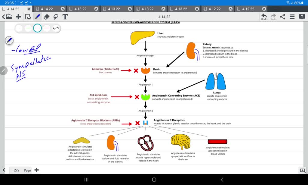 SOLVED Match the enzyme and hormones to the organ it is released from
