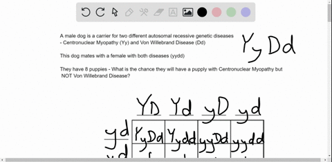 a-male-dog-is-a-carrier-for-the-autosomal-recessive-disorders-centronuclear-myopathy-ly-and-von-willebrand-disease-dld-the-ale-dog-mates-with-a-female-dog-that-is-homozygous-recessive-for-bo-64513