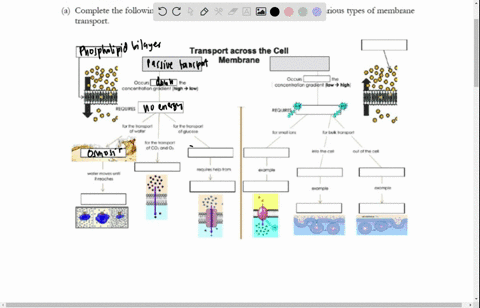 Topic 3B: Membrane Structure and Function 3.6 Diffusion (a)...